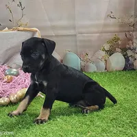 Goldie Female 2, a female Catahoula Leopard Dog and Louisiana Catahoula Leopard Dog for sale in Cumby, TX – Photo 3 of 10