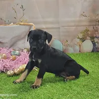 Goldie Female 2, a female Catahoula Leopard Dog and Louisiana Catahoula Leopard Dog for sale in Cumby, TX – Photo 7 of 10