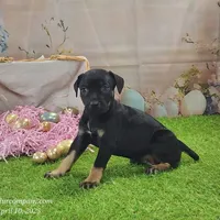 Goldie Female 2, a female Catahoula Leopard Dog and Louisiana Catahoula Leopard Dog for sale in Cumby, TX – Photo 4 of 10