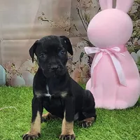 Goldie Female 2, a female Catahoula Leopard Dog and Louisiana Catahoula Leopard Dog for sale in Cumby, TX – Photo 8 of 10