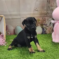 Goldie Female 2, a female Catahoula Leopard Dog and Louisiana Catahoula Leopard Dog for sale in Cumby, TX – Photo 5 of 10