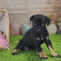 Goldie Female 2, a female Catahoula Leopard Dog and Louisiana Catahoula Leopard Dog for sale in Cumby, TX – Photo 10 of 10