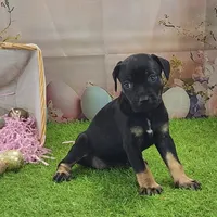 Goldie Female 2, a female Catahoula Leopard Dog and Louisiana Catahoula Leopard Dog for sale in Cumby, TX – Photo 9 of 10