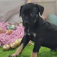 Goldie Female 2, a female Catahoula Leopard Dog and Louisiana Catahoula Leopard Dog for sale in Cumby, TX – Photo 1 of 10