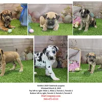 Goldie Female 2, a female Catahoula Leopard Dog and Louisiana Catahoula Leopard Dog for sale in Cumby, TX – Photo 2 of 10