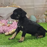 Goldie Female 2, a female Catahoula Leopard Dog and Louisiana Catahoula Leopard Dog for sale in Cumby, TX – Photo 6 of 10