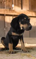 Moon Shine 2026 Male 3, a male Catahoula Leopard Dog for sale in Cumby, TX – 2 of 7
