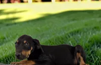 Gypsie 2026 Female 3, a female Catahoula Leopard Dog for sale in Cumby, TX – 2 of 8