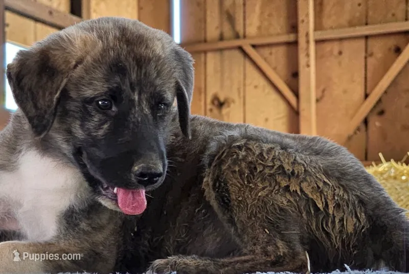 Aspen 2026 Male 4 – Anatolian Shepherd Dog puppy for sale in Cumby, TX
