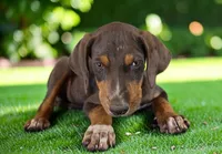 Gypsie 2026 Female 1, a female Catahoula Leopard Dog for sale in Cumby, TX – 5 of 10