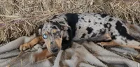 Jesse 2026 Female 5, a male Catahoula Leopard Dog for sale in Cumby, TX – 4 of 10