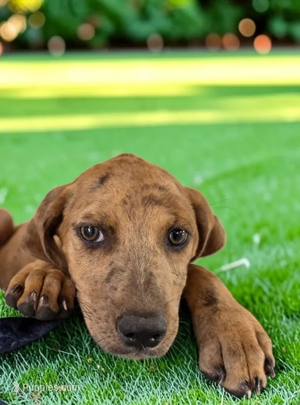 Tigger 2026 Female 2 – Catahoula Leopard Dog puppy for sale in Cumby, TX
