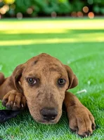 Tigger 2026 Female 2, a female Catahoula Leopard Dog for sale in Cumby, TX – 1 of 10