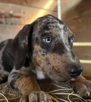 Tigger 2026 Male 1, a male Catahoula Leopard Dog for sale in Cumby, TX – 6 of 10