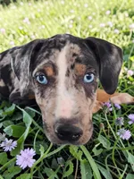 Bug 2026 Male 2, a male Catahoula Leopard Dog for sale in Cumby, TX – 3 of 6
