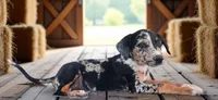 Moon Shine 2026 Female 1, a female Catahoula Leopard Dog for sale in Cumby, TX – 2 of 9