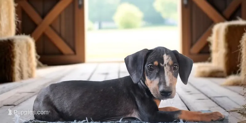 Bug 2026 Male 1 – Catahoula Leopard Dog puppy for sale in Cumby, TX