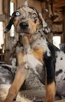 Jesse 2026 Female 5, a male Catahoula Leopard Dog for sale in Cumby, TX – 2 of 10