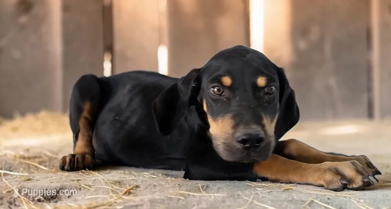 Moon Shine 2026 Male 3 – Catahoula Leopard Dog puppy for sale in Cumby, TX