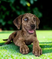 Tigger 2026 Female 3, a female Catahoula Leopard Dog for sale in Cumby, TX – 3 of 10