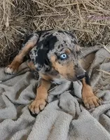 Jesse 2026 Female 5, a male Catahoula Leopard Dog for sale in Cumby, TX – 7 of 10
