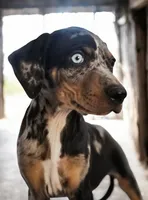 Jesse 2026 Female 4, a male Catahoula Leopard Dog for sale in Cumby, TX – 4 of 9