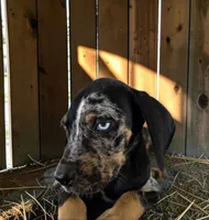 Gypsie 2026 Male 2, a male Catahoula Leopard Dog for sale in Cumby, TX – 6 of 10