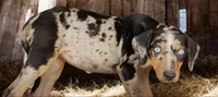 Jesse 2026 Female 1, a male Catahoula Leopard Dog for sale in Cumby, TX – 2 of 10