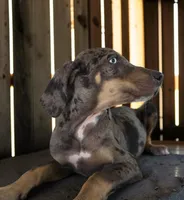 Tracy 2026 Male 2, a male Catahoula Leopard Dog for sale in Cumby, TX – 2 of 10