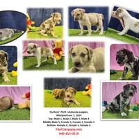 Duchess Female 2, a female Catahoula Leopard Dog for sale in Cumby, TX – Photo 8 of 8