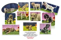 processed/1e3b1d4c-fd91-4d21-8f4d-f96ad5e3b4ce/listing/0df76af5-e4a4-48b4-8b15-7dfb0a621663/0406c71d-0890-4216-a137-7be0f3719b2d