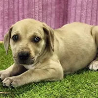 Duchess Female 2, a female Catahoula Leopard Dog for sale in Cumby, TX – Photo 6 of 8