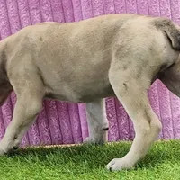 Duchess Female 2, a female Catahoula Leopard Dog for sale in Cumby, TX – Photo 3 of 8