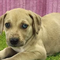 Duchess Female 2, a female Catahoula Leopard Dog for sale in Cumby, TX – Photo 1 of 8