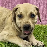 Duchess Female 2, a female Catahoula Leopard Dog for sale in Cumby, TX – Photo 2 of 8