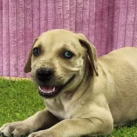 Duchess Female 2, a female Catahoula Leopard Dog for sale in Cumby, TX – Photo 5 of 8