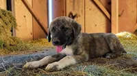Aspen 2026 Male 4, a male Anatolian Shepherd Dog for sale in Cumby, TX – 3 of 8