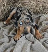 Jesse 2026 Female 5, a male Catahoula Leopard Dog for sale in Cumby, TX – 6 of 10