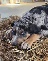 Duchess 2026 Male 5, a male Catahoula Leopard Dog for sale in Cumby, TX – Photo 3 of 9