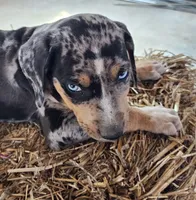 Duchess 2026 Male 5, a male Catahoula Leopard Dog for sale in Cumby, TX – Photo 4 of 9