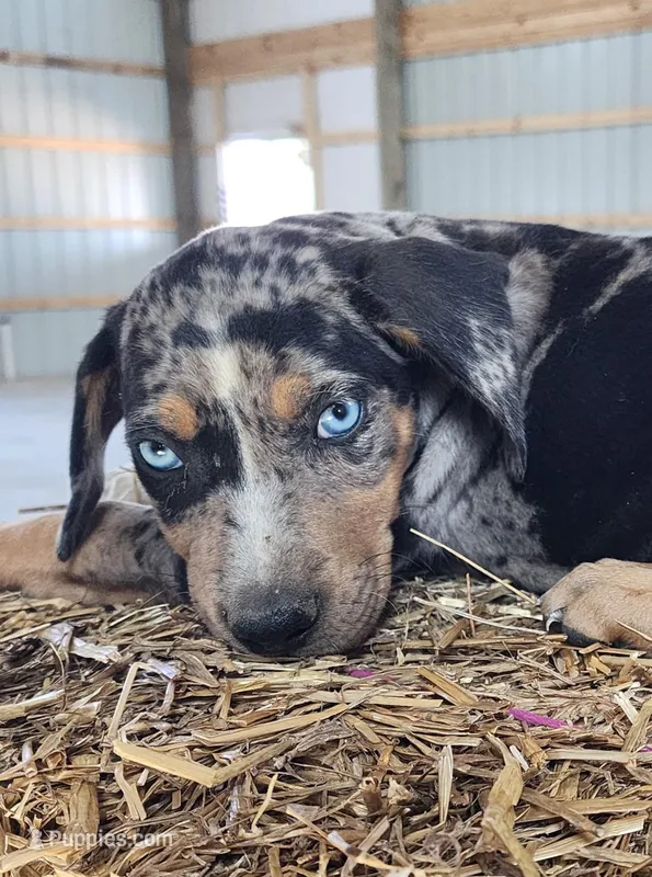 Duchess 2026 Male 5 – Catahoula Leopard Dog puppy for sale in Cumby, TX