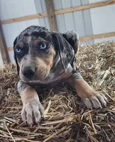 Duchess 2026 Male 5, a male Catahoula Leopard Dog for sale in Cumby, TX – Photo 5 of 9