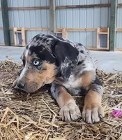 Duchess 2026 Male 5, a male Catahoula Leopard Dog for sale in Cumby, TX – Photo 2 of 9
