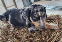 Duchess 2026 Male 5, a male Catahoula Leopard Dog for sale in Cumby, TX – Photo 6 of 9