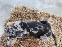 Duchess 2026 Male 5, a male Catahoula Leopard Dog for sale in Cumby, TX – Photo 7 of 9