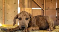 Tigger 2026 Female 2, a female Catahoula Leopard Dog for sale in Cumby, TX – 8 of 10