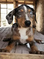 Jesse 2026 Female 3, a male Catahoula Leopard Dog for sale in Cumby, TX – 1 of 8