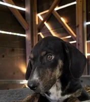Tracy 2026 Female 1, a female Catahoula Leopard Dog for sale in Cumby, TX – 2 of 10