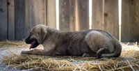 Aspen 2026 Male 1, a male Anatolian Shepherd Dog for sale in Cumby, TX – 3 of 6
