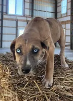 Duchess 2026 Female 2, a male Catahoula Leopard Dog for sale in Cumby, TX – Photo 6 of 10